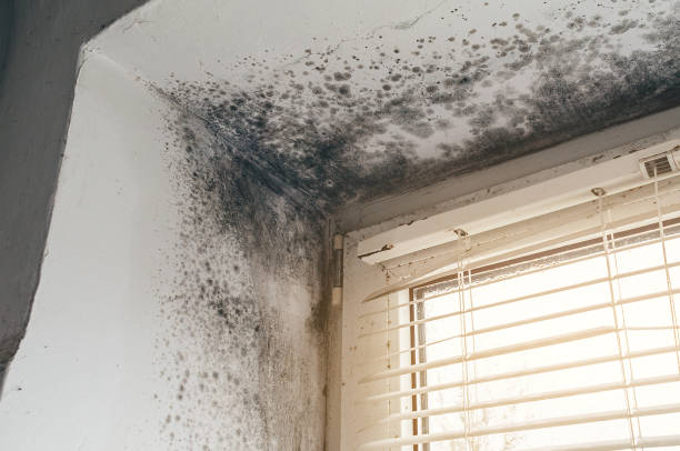 Trusted Mold Inspection service in Tenafly, NJ - Cheap Mold Removal